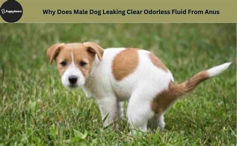 dog leaking brown fluid|Male Dog is Leaking Brown Fluid – What to Do Next